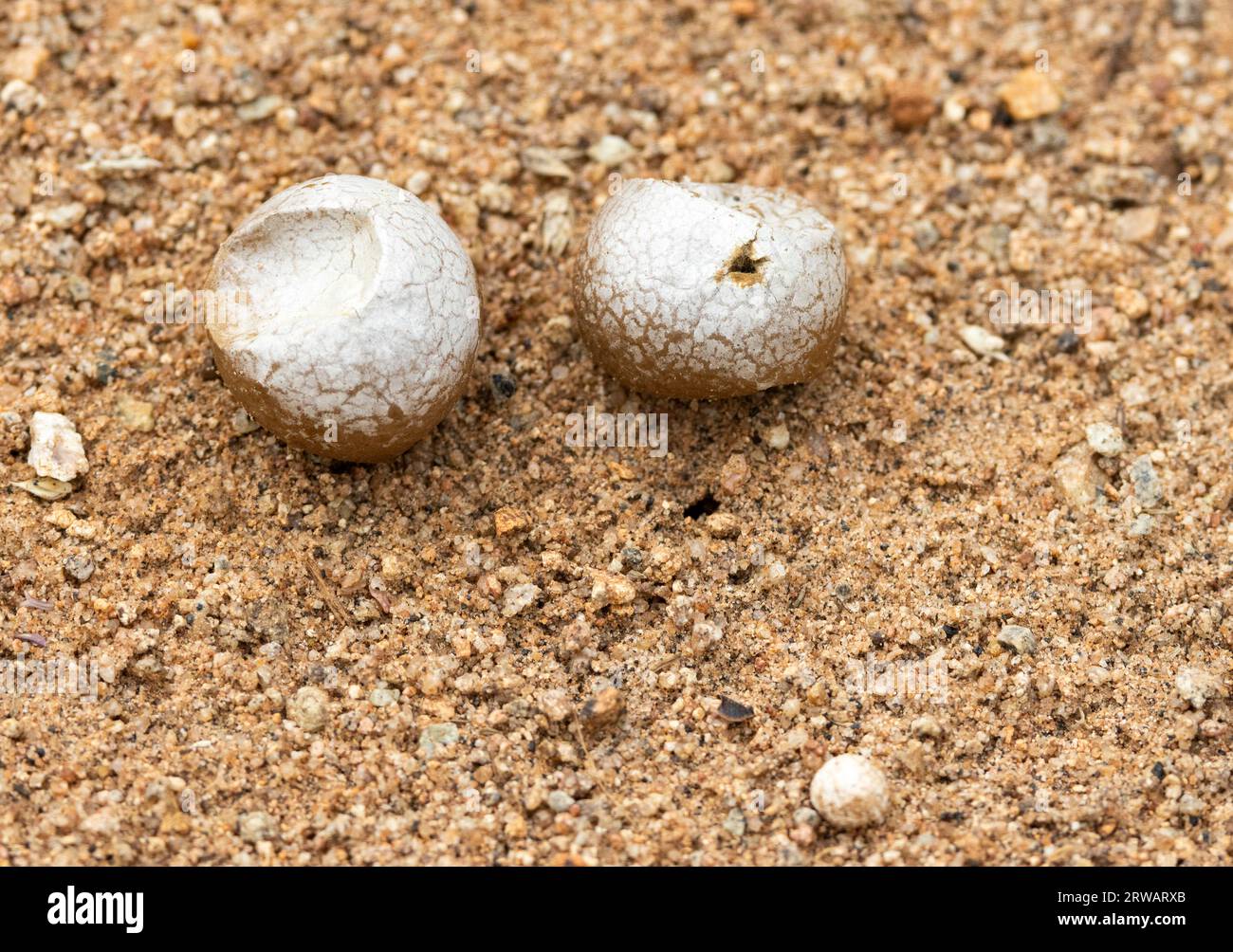 Lorsqu'ils sont jeunes et fermes, les corps fruitiers du Common Puffball sont délicieux. Communément associées aux zones herbeuses, leurs spores sont émises au contact. Banque D'Images