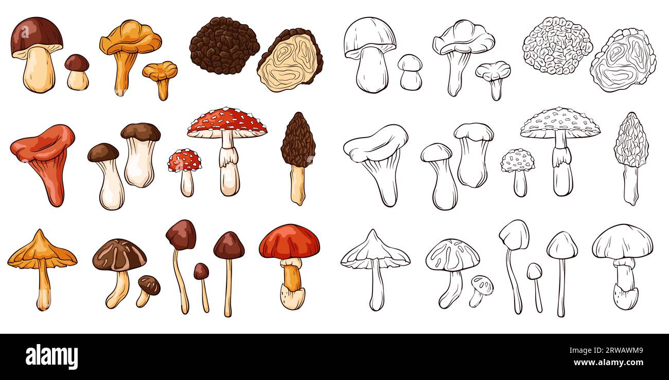 Collection de champignons comestibles et non comestibles dans le style art en ligne. Ensemble de champignons colorés et monochromes. Parfait pour recette, menu, étiquette, icône, emballage Illustration de Vecteur