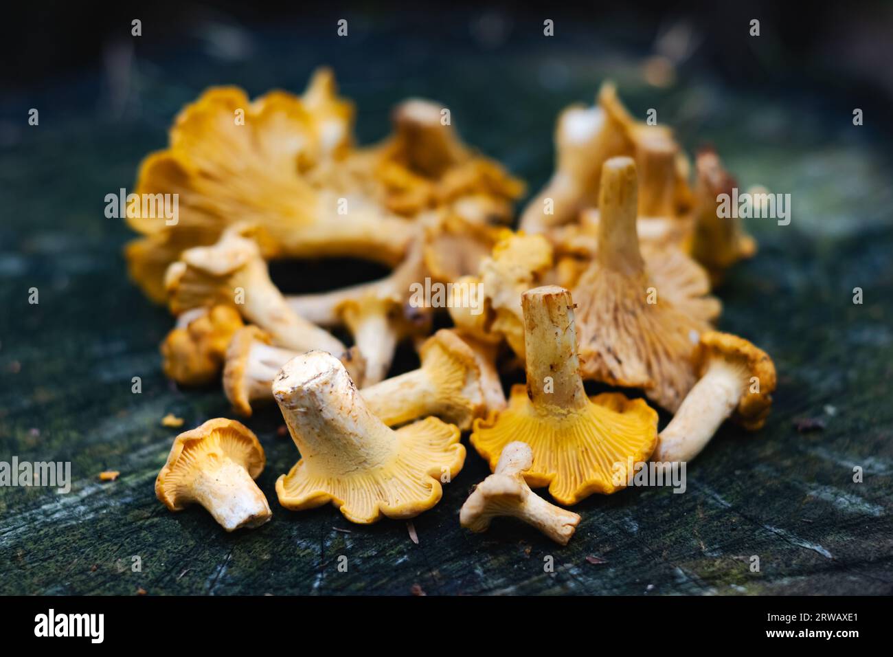Gros plan de champignons chanterelles oranges sur souche dans la forêt d'automne. L'un des champignons comestibles les plus délicieux et sains Banque D'Images