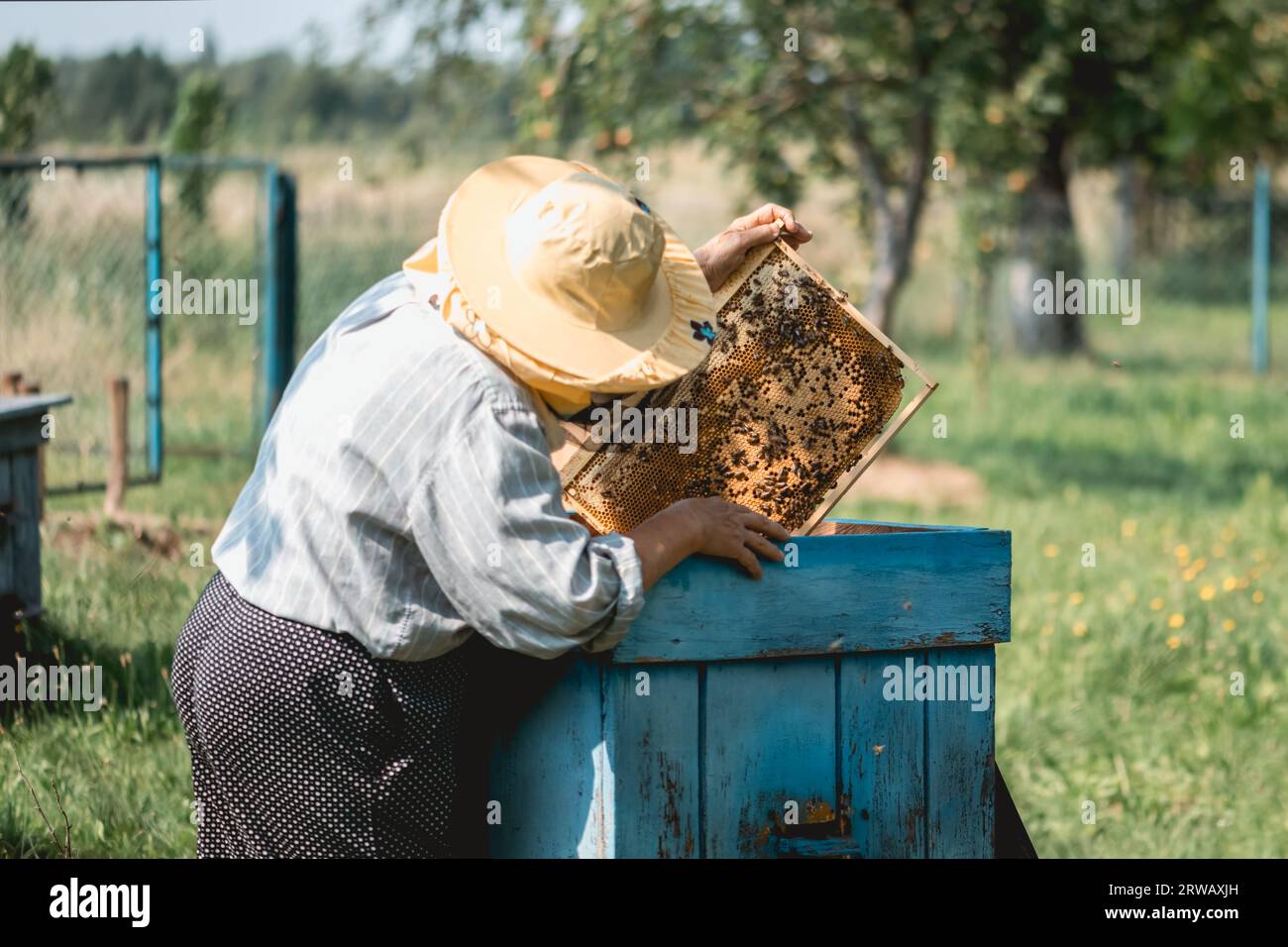Apiculteur inspectant un cadre en nid d'abeilles plein d'abeilles et de miel au rucher dans le jardin d'été. Concept apicole Banque D'Images