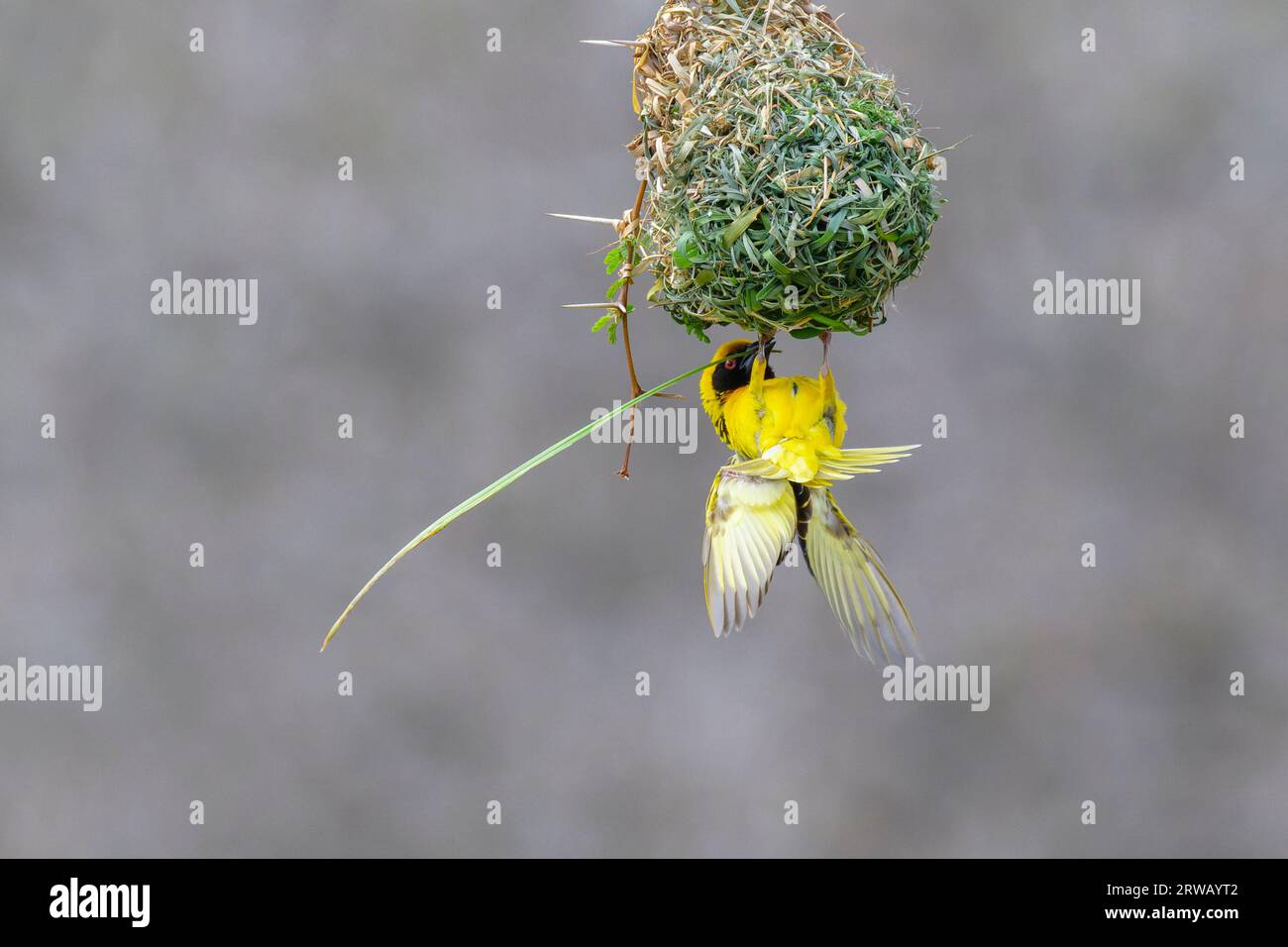 Tisserand de village (Ploceus cuccullatus) construisant un nid avec semis d'herbe, parc national Kruger, Mpumalanga, Afrique du Sud. Banque D'Images