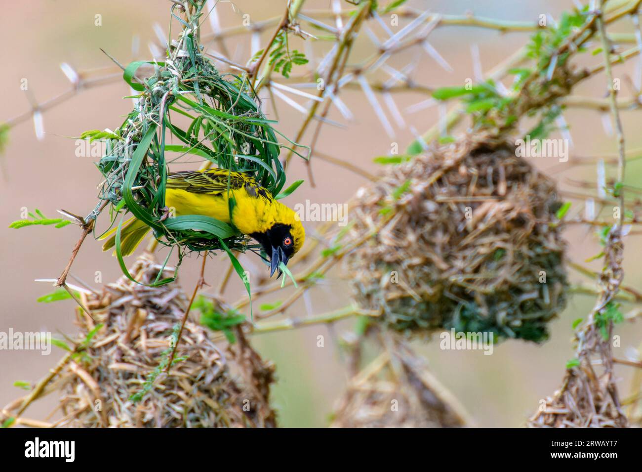 Tisserand de village (Ploceus cuccullatus) commence par construire son nid en semant de l'herbe, parc national Kruger, Mpumalanga, Afrique du Sud. Banque D'Images