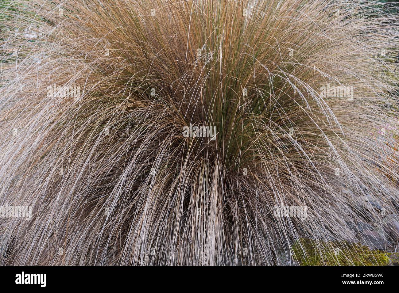 Chionochloa rubra ou pousses rouges, plante de la famille des Poaceae, endémique de Nouvelle-Zélande. Banque D'Images