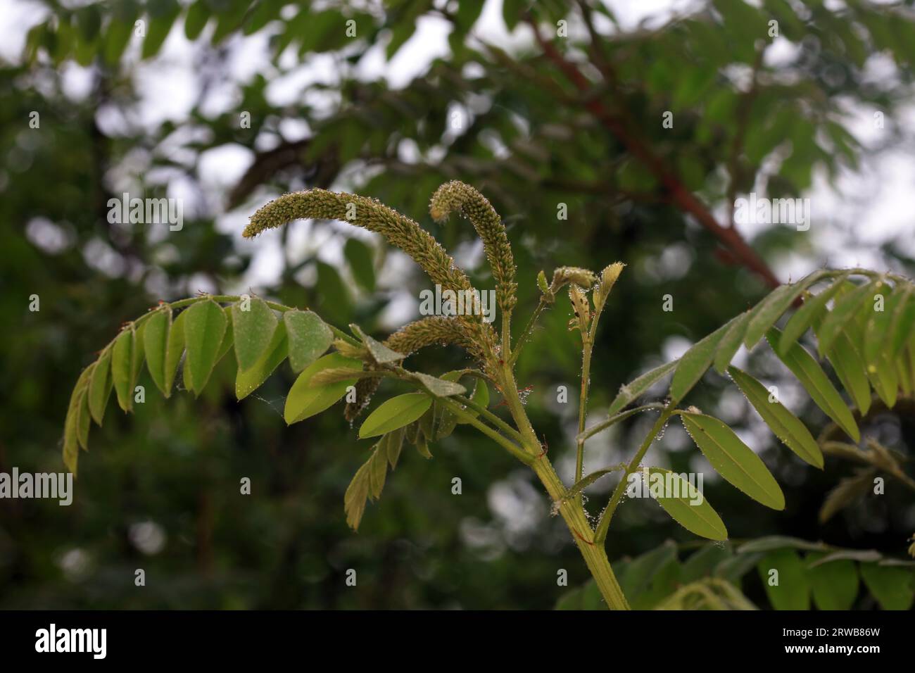 Les fleurs d'Amorpha fruticosa se trouvent dans le jardin botanique, dans le nord de la Chine Banque D'Images