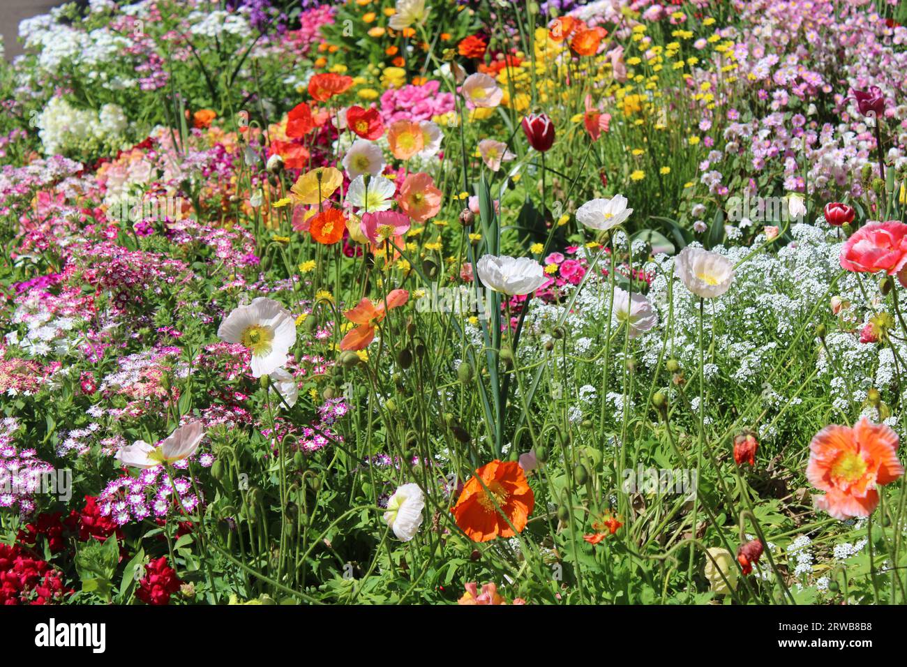 Toowoomba Carnaval des fleurs 2023 Banque D'Images