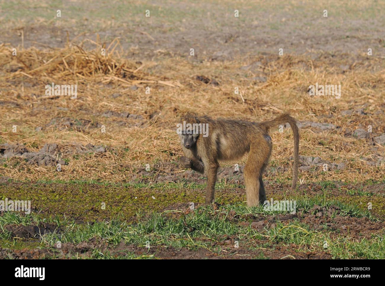 Les babouins Chacma vivent dans des groupes familiaux appelés troupes, avec une hiérarchie dirigée par un mâle dominant. Ils se nourrissent de nourriture sur le sol et dans les arbres. Banque D'Images
