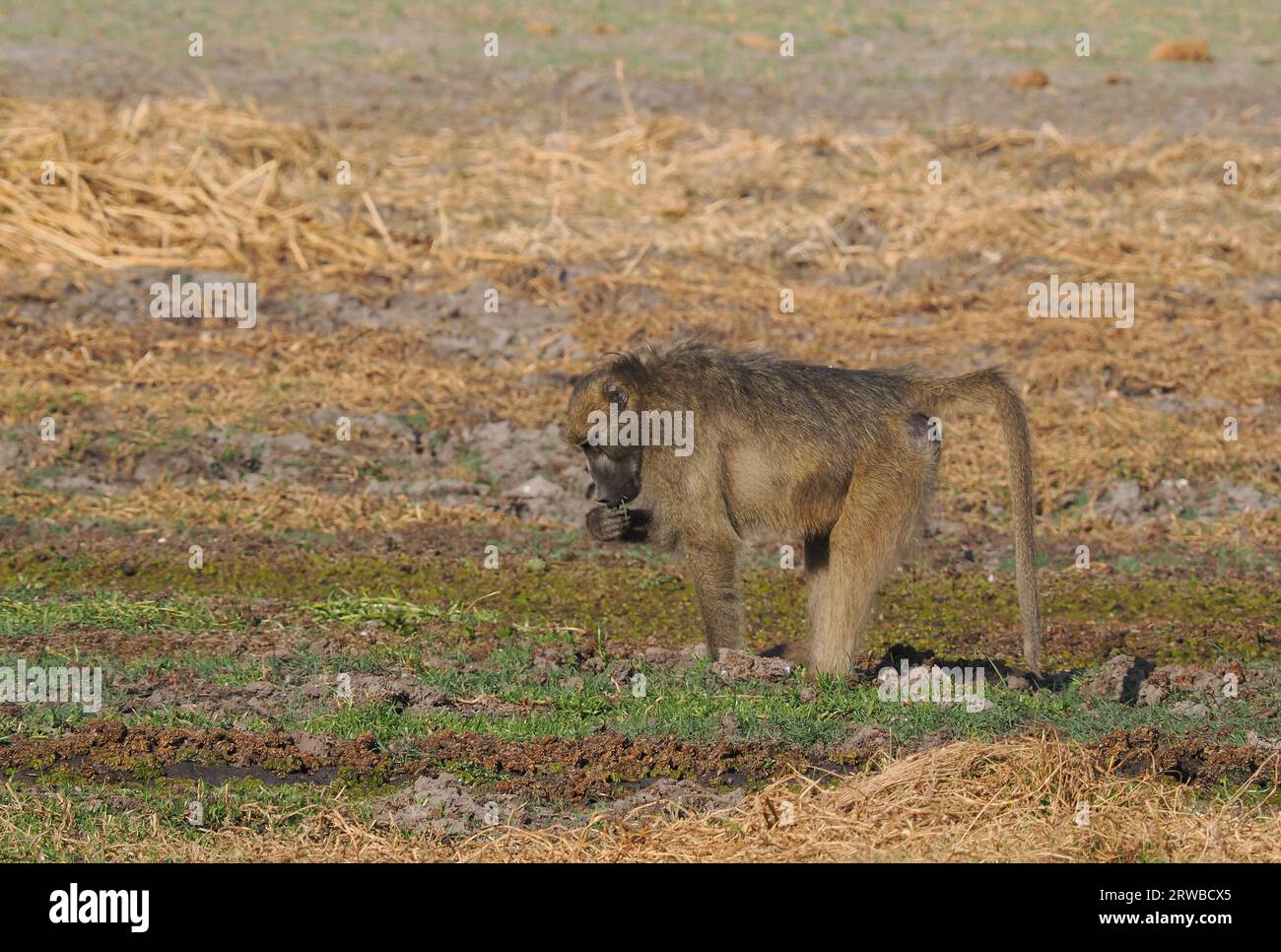Les babouins Chacma vivent dans des groupes familiaux appelés troupes, avec une hiérarchie dirigée par un mâle dominant. Ils se nourrissent de nourriture sur le sol et dans les arbres. Banque D'Images