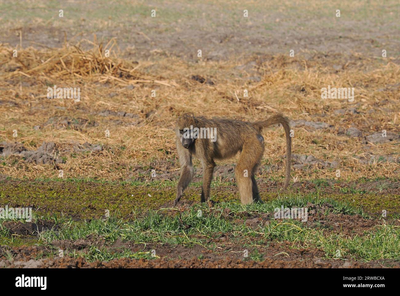 Les babouins Chacma vivent dans des groupes familiaux appelés troupes, avec une hiérarchie dirigée par un mâle dominant. Ils se nourrissent de nourriture sur le sol et dans les arbres. Banque D'Images