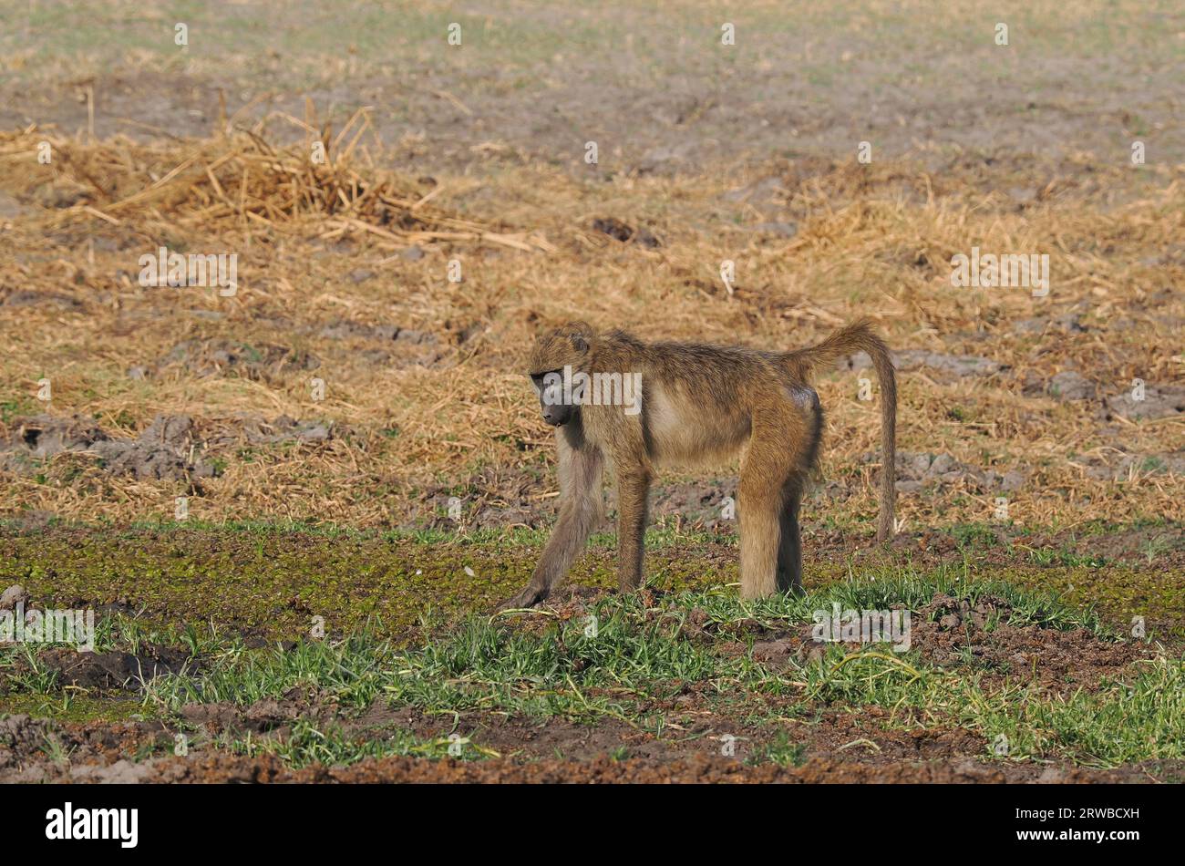 Les babouins Chacma vivent dans des groupes familiaux appelés troupes, avec une hiérarchie dirigée par un mâle dominant. Ils se nourrissent de nourriture sur le sol et dans les arbres. Banque D'Images