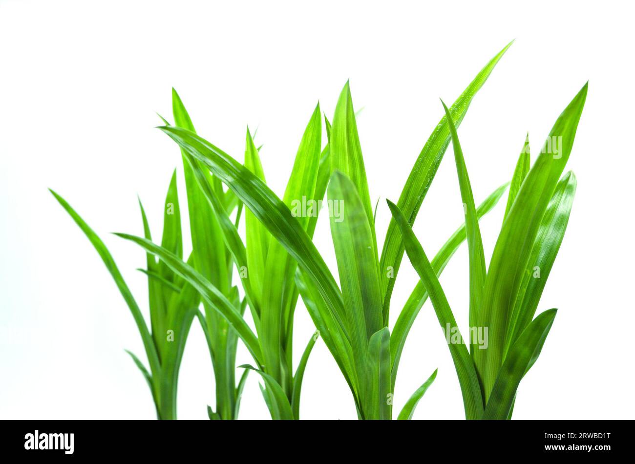 (Pandanus amaryllifolius) feuilles de pandan vert frais alignées sur un fond blanc. Plante naturelle à base de plantes, odeur parfumée, souvent utilisée comme parfum Banque D'Images