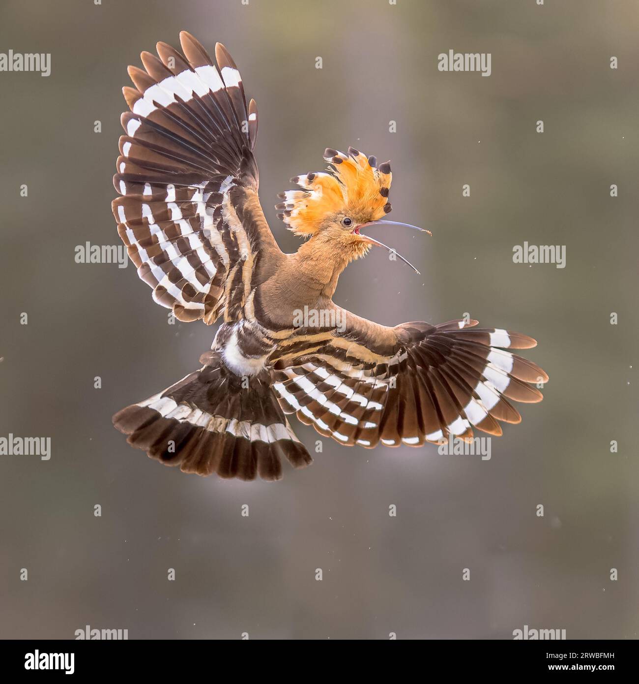 Oiseau hoopoe eurasien (Upupa epops) volant sur fond de forêt sombre avec des ailes déployées et une crête surélevée. Un des plus beaux oiseaux d'Europe. Wil Banque D'Images