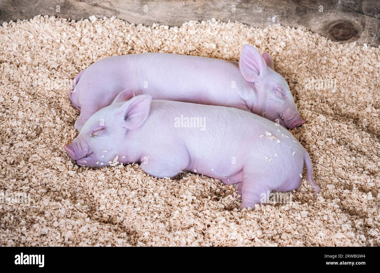 Deux mignons porcelets endormis se blottissent ensemble dans un stylo en bois rempli de sciure de bois. Focalisation sélective sur les porcelets. Banque D'Images