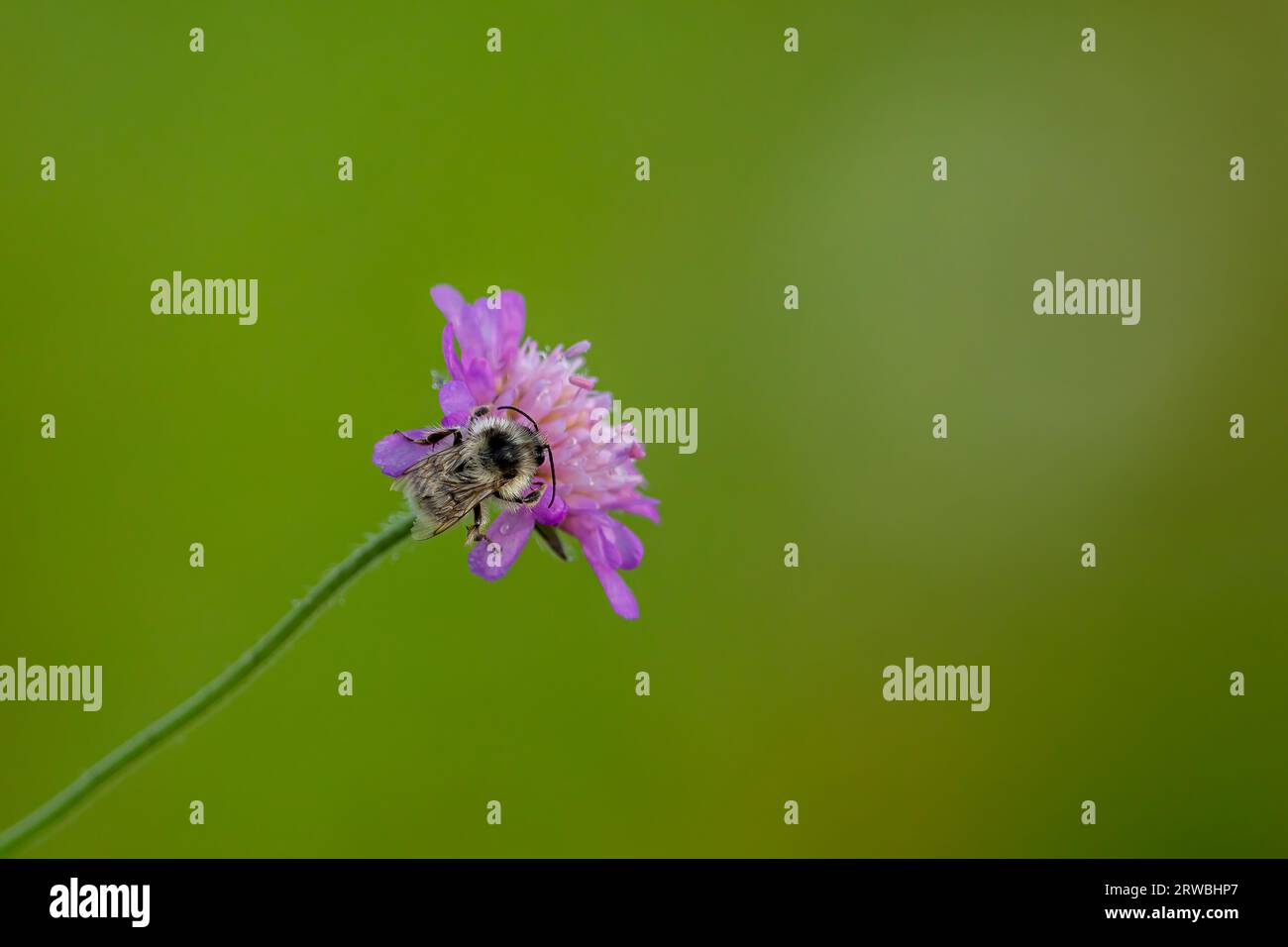 Un bourdon sauvage sur une fleur Banque D'Images