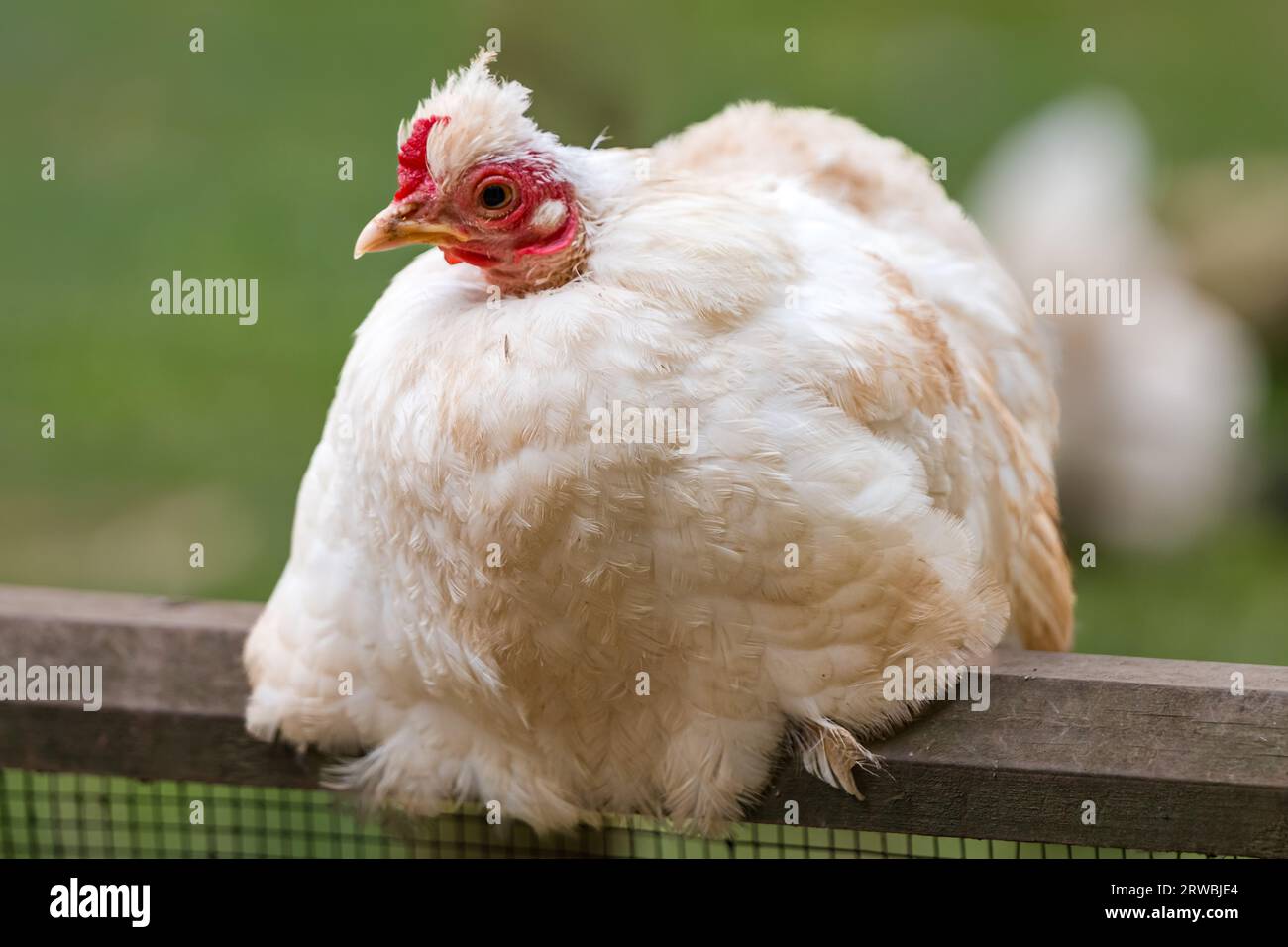 Gros plan de poulet Bantam birman, Bird Garden, Scotland, Oxton, Scotland, ROYAUME-UNI Banque D'Images