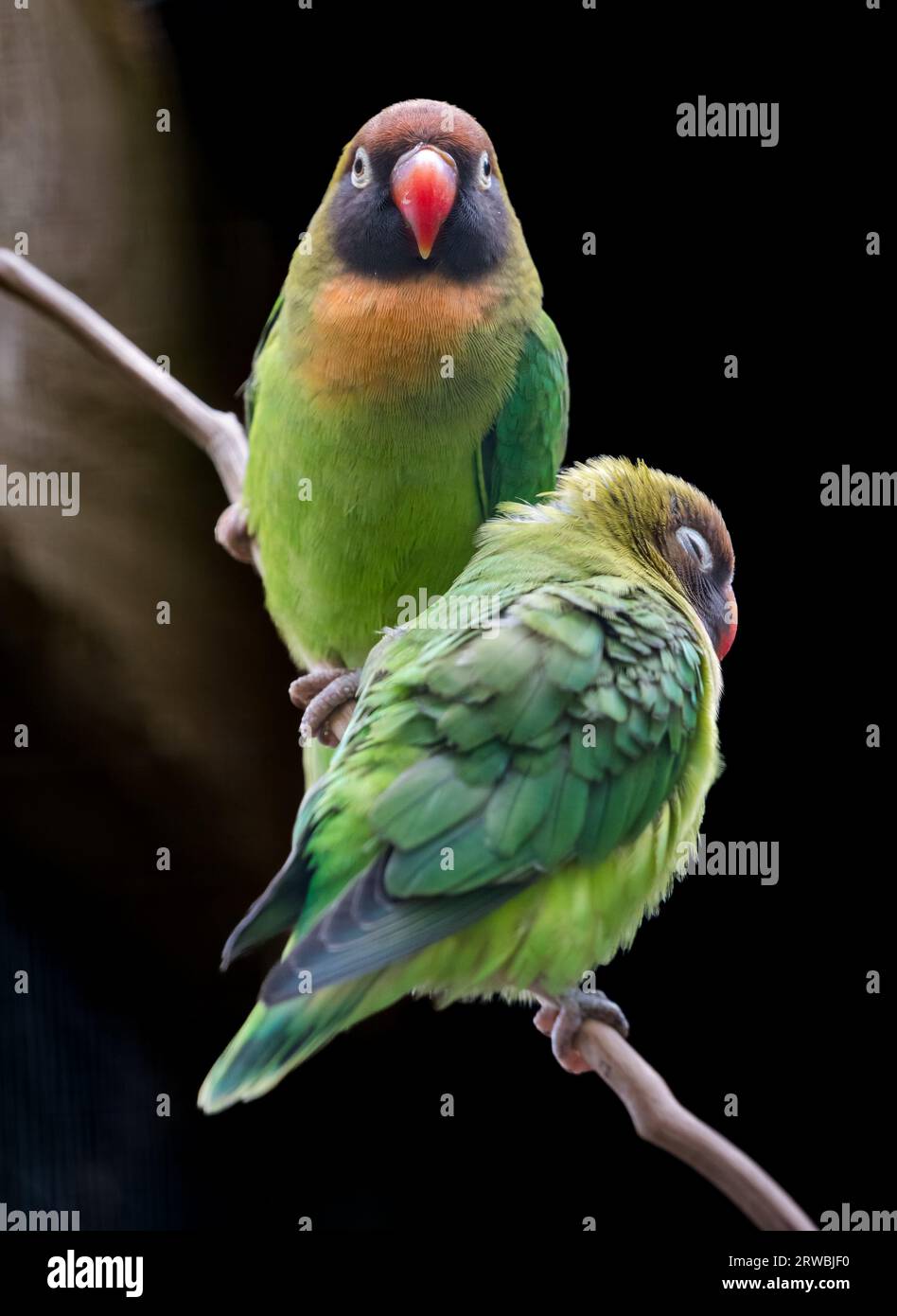 Lovebirds adultes et naissants à joues noires (Agapornis nirigenis), Bird Garden, Scotland, Oxton, Scotland, ROYAUME-UNI Banque D'Images