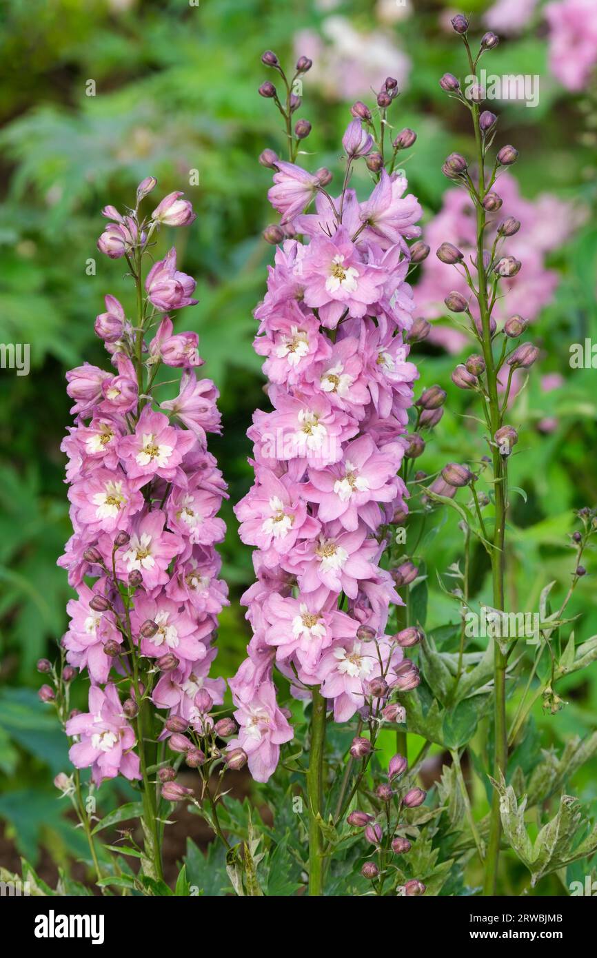 Delphinium elatum Delphina Rose White Bee, nain Delphinium, fleurs rose pâle Banque D'Images