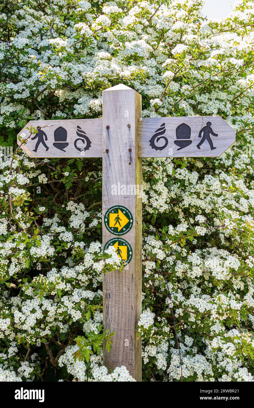 Suivez le chemin de la côte du pays de Galles et le chemin de la côte du Pembrokeshire (glands) à Little Haven dans le parc national de la côte du Pembrokeshire, dans l'ouest du pays de Galles Banque D'Images