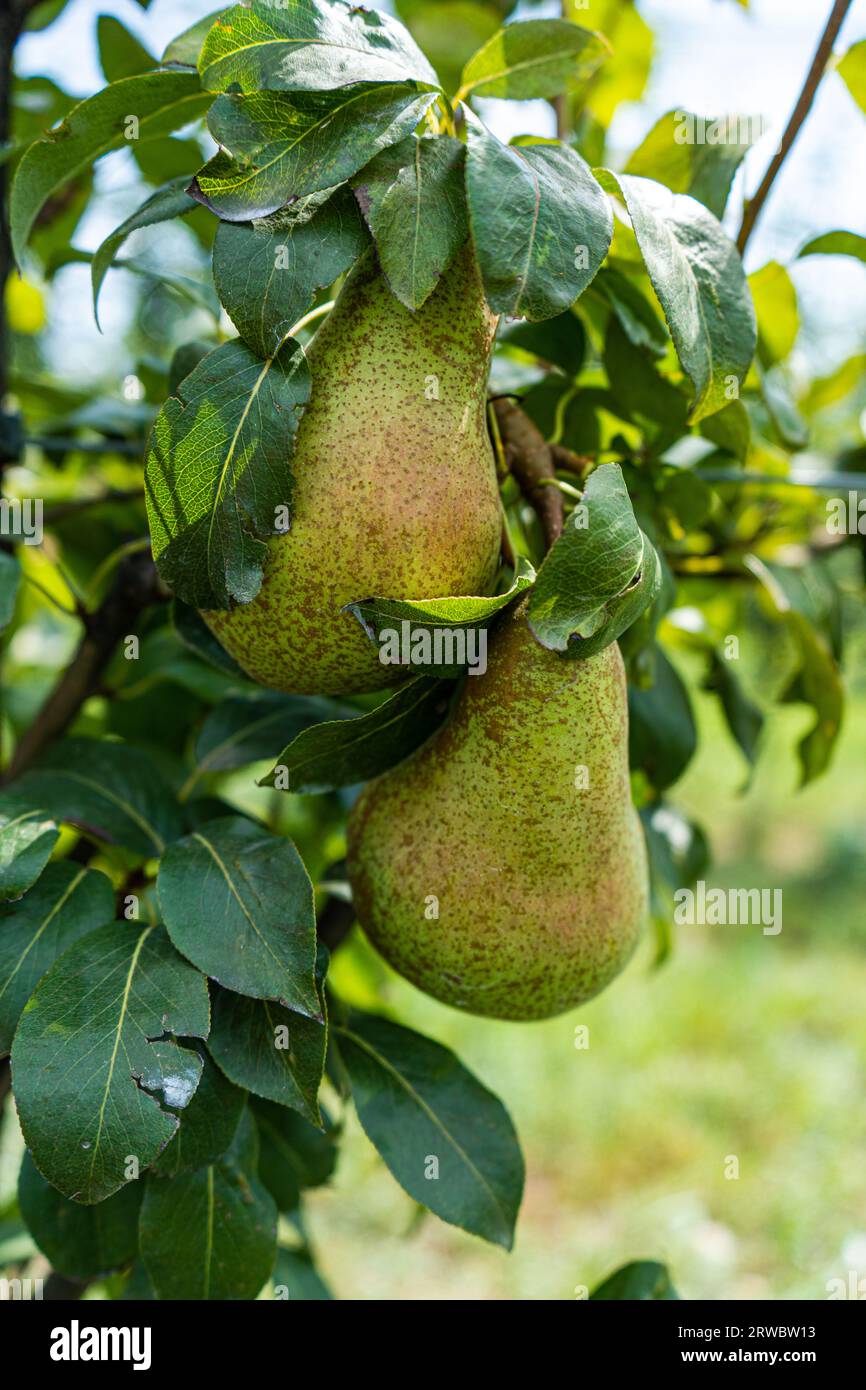 Poires non mûres sur les arbres à la fin de l'été presque prêtes pour la récolte sur fond flou Banque D'Images