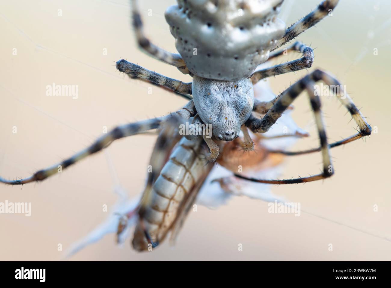 Macro plan d'araignée argiope lobata avec toile d'araignée dans la nature sur fond flou Banque D'Images