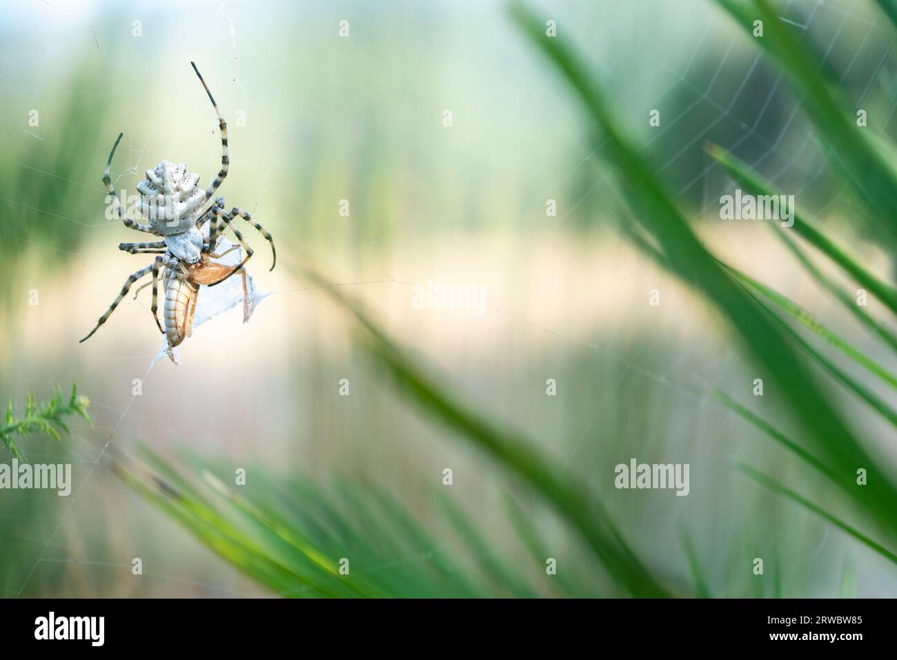 Macro plan d'araignée argiope lobata avec toile d'araignée dans la nature sur fond flou Banque D'Images