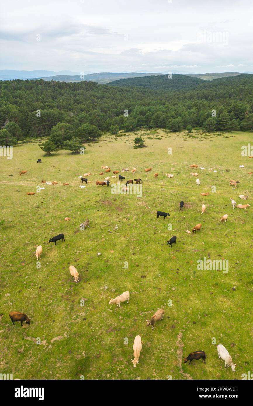 Paysage aérien étonnant de troupeau de vaches paissant sur la colline verte dans la journée nuageuse Banque D'Images