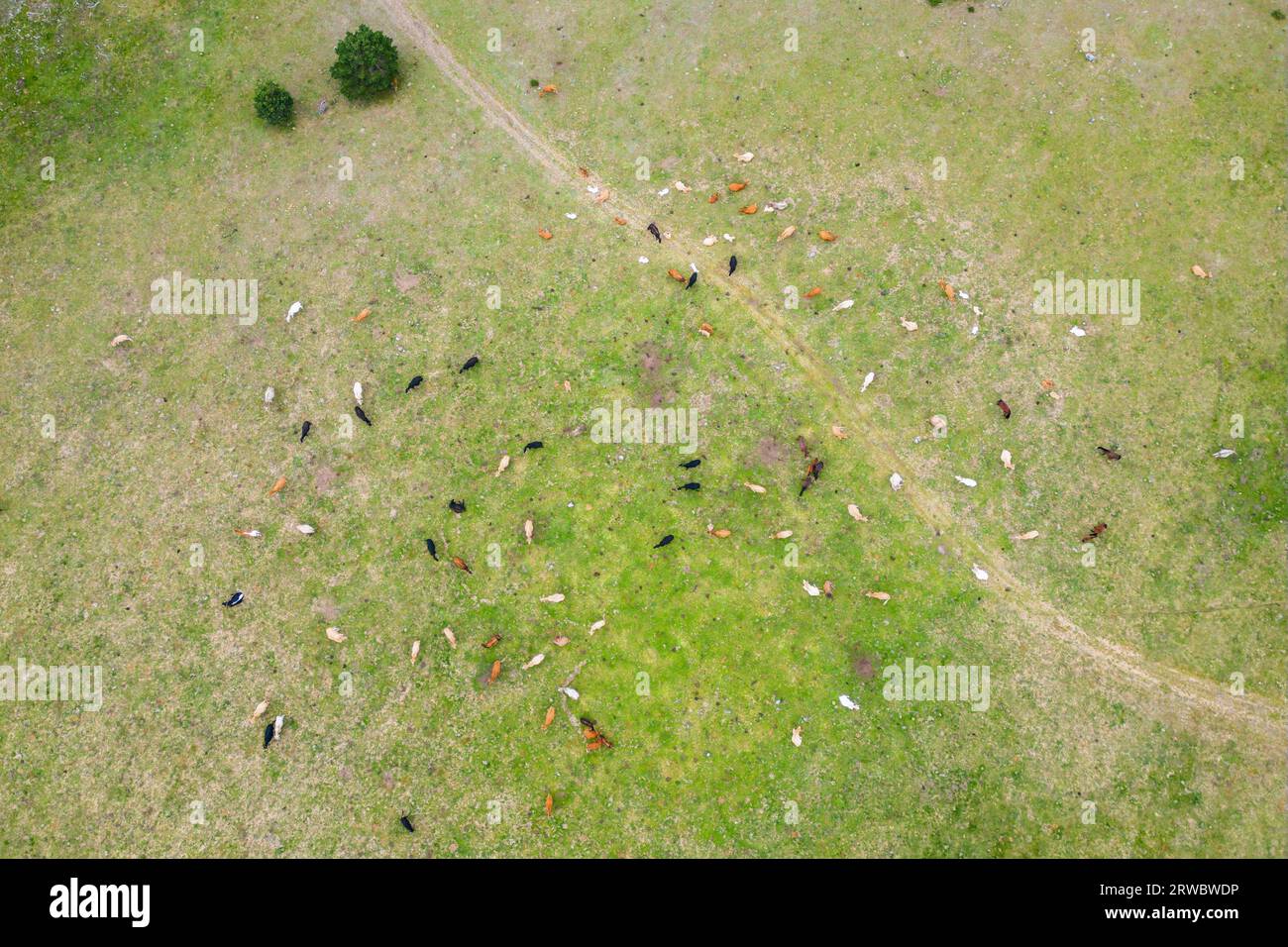 Paysage aérien étonnant de troupeau de vaches paissant sur la colline verte en plein jour Banque D'Images