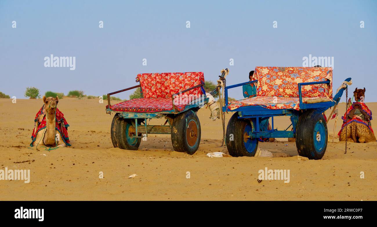 Charrettes de chameau pour safari dans le désert Banque D'Images