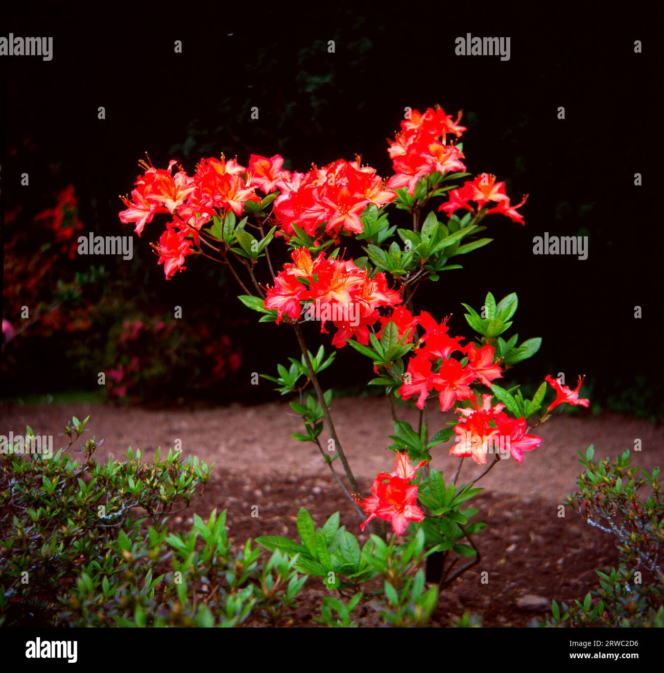 Rhododendron VENETIA fleurissant sur un fond sombre Banque D'Images