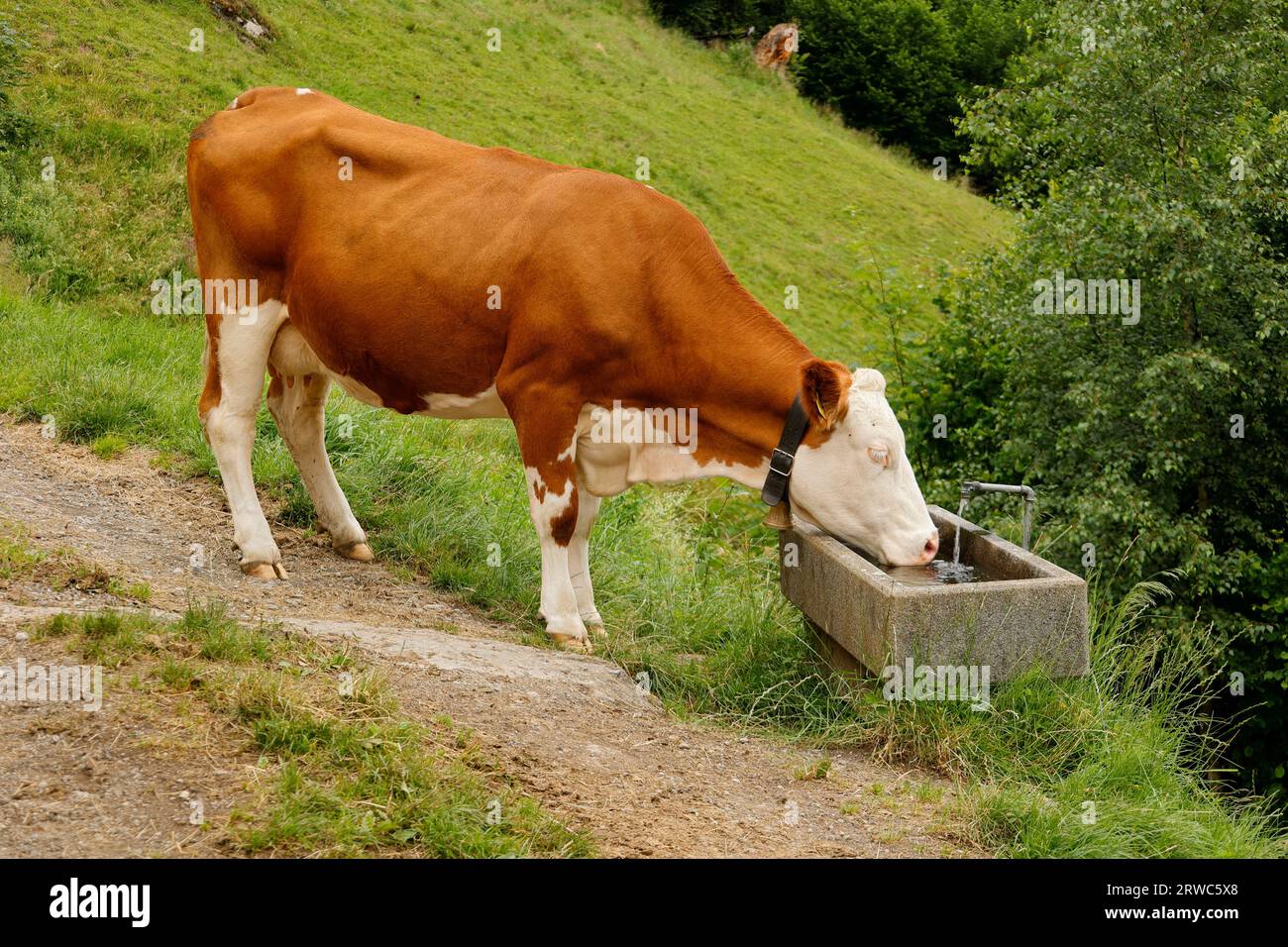 La vache boit de l'eau dans un abreuvoir pour animaux Banque D'Images