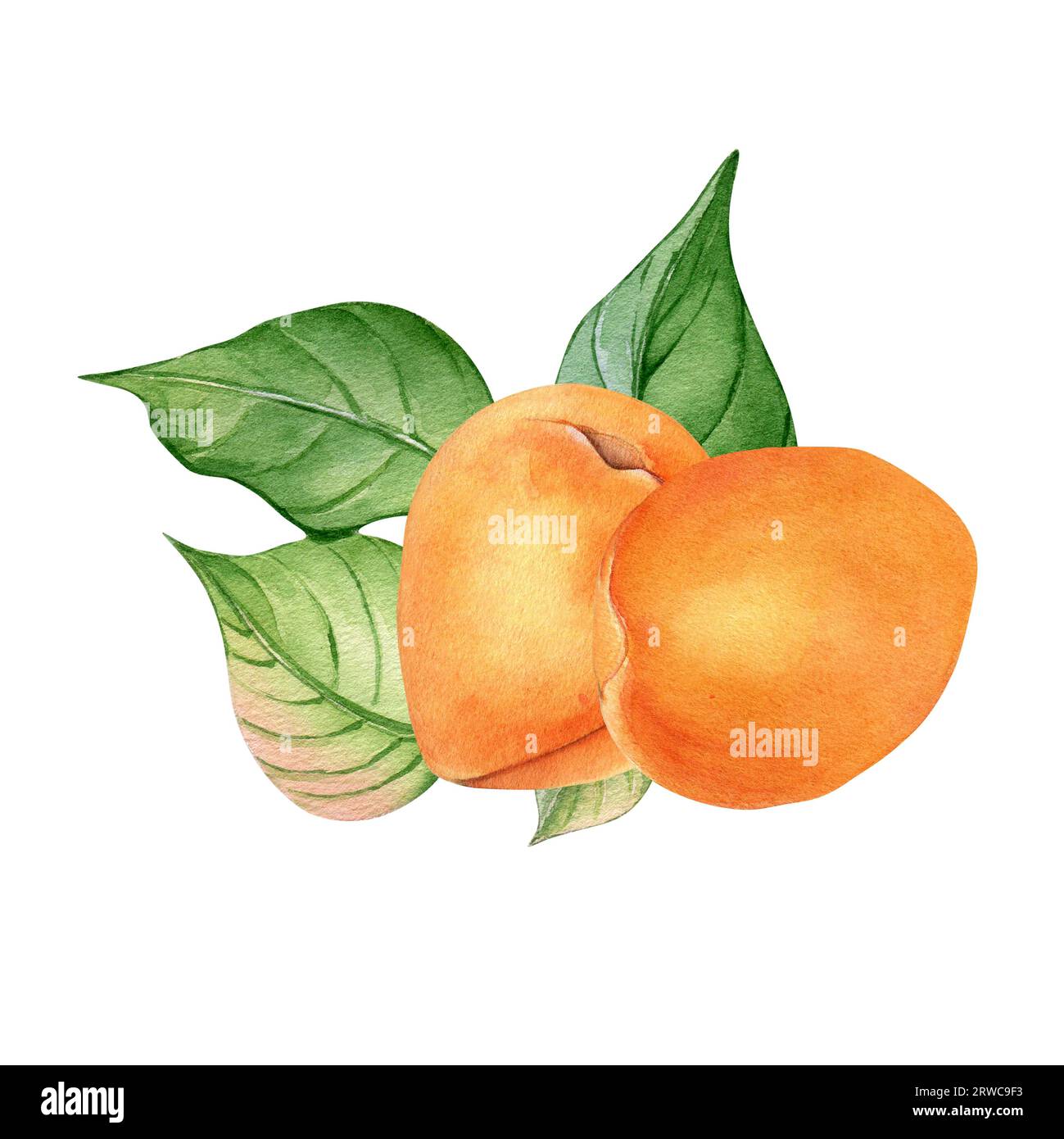 Illustration aquarelle avec abricots entiers, fruits jaunes avec des feuilles isolées sur fond blanc. Fruits orange, pêche, nectarine dessinés à la main. Conception Banque D'Images