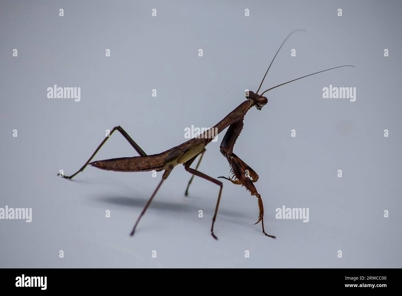 Délicat Mantid Miomantis caffra 14287 Banque D'Images