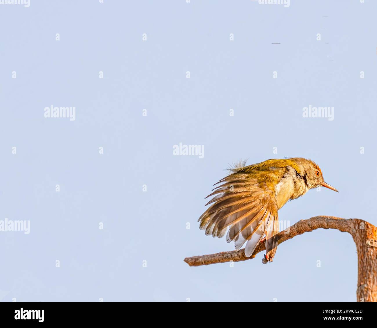 Un oiseau tailleur défrichant des ailes sur un arbre Banque D'Images