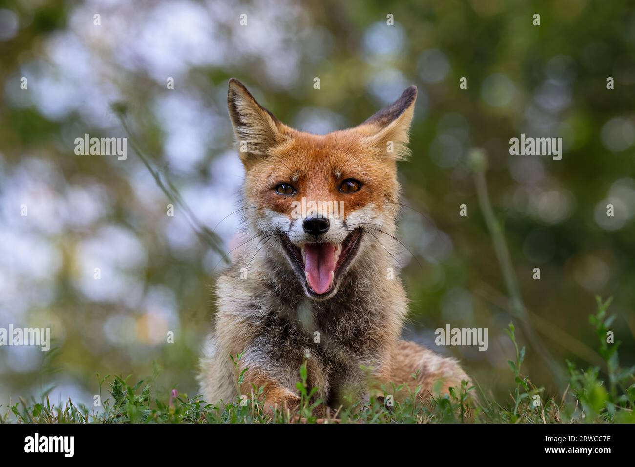 Close-up of a red fox Banque D'Images