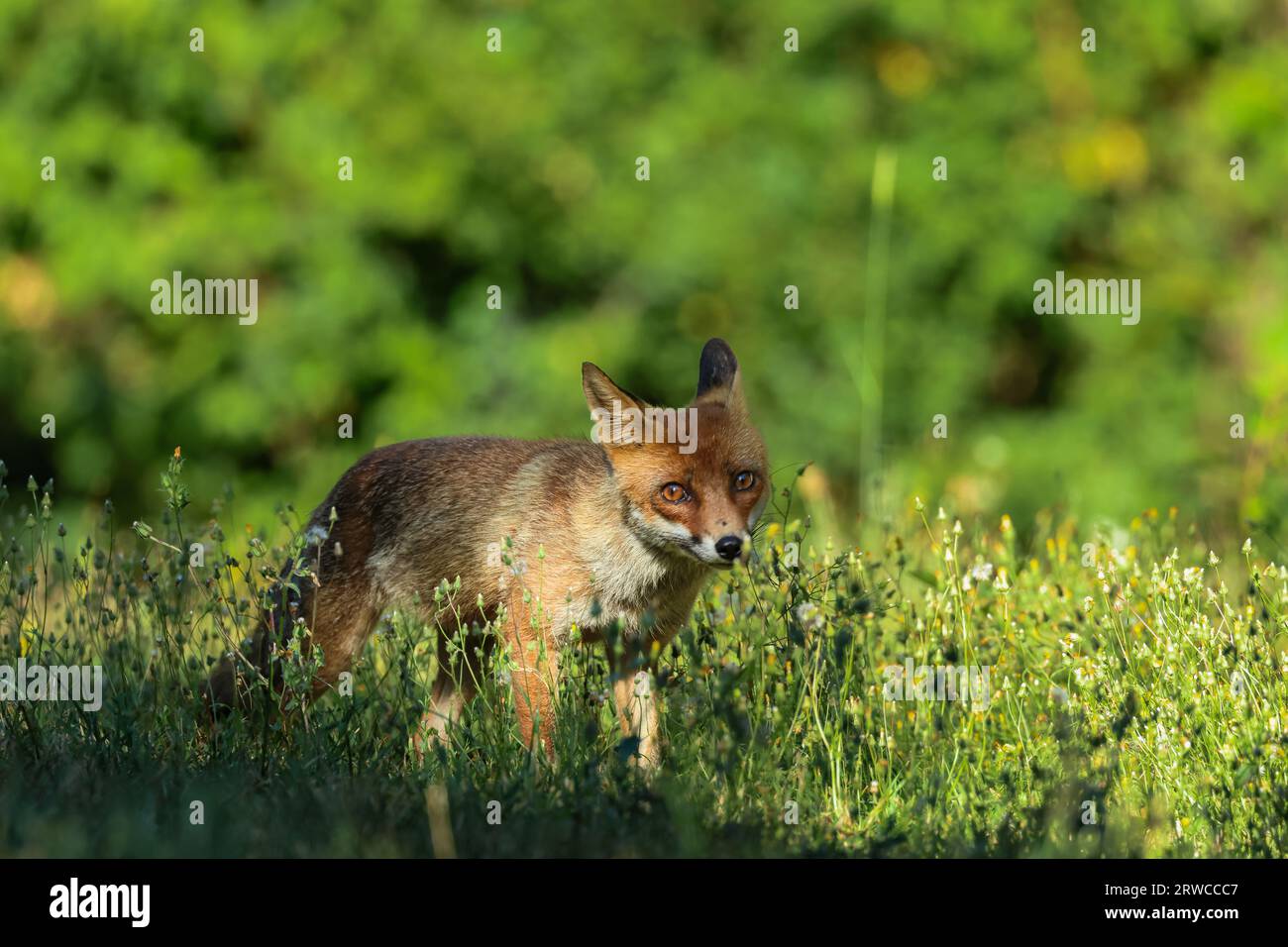 Close-up of a red fox Banque D'Images