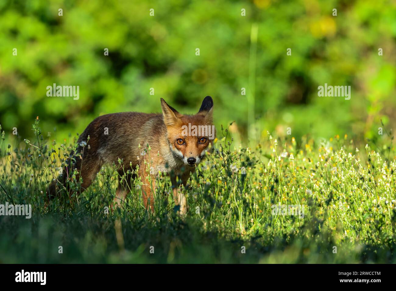 Close-up of a red fox Banque D'Images