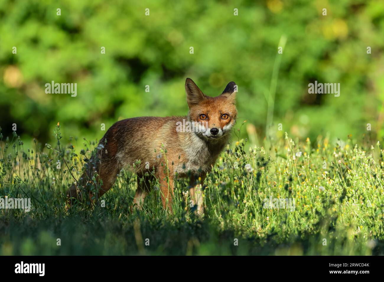 Close-up of a red fox Banque D'Images