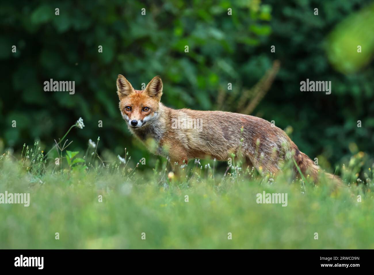 Close-up of a red fox Banque D'Images