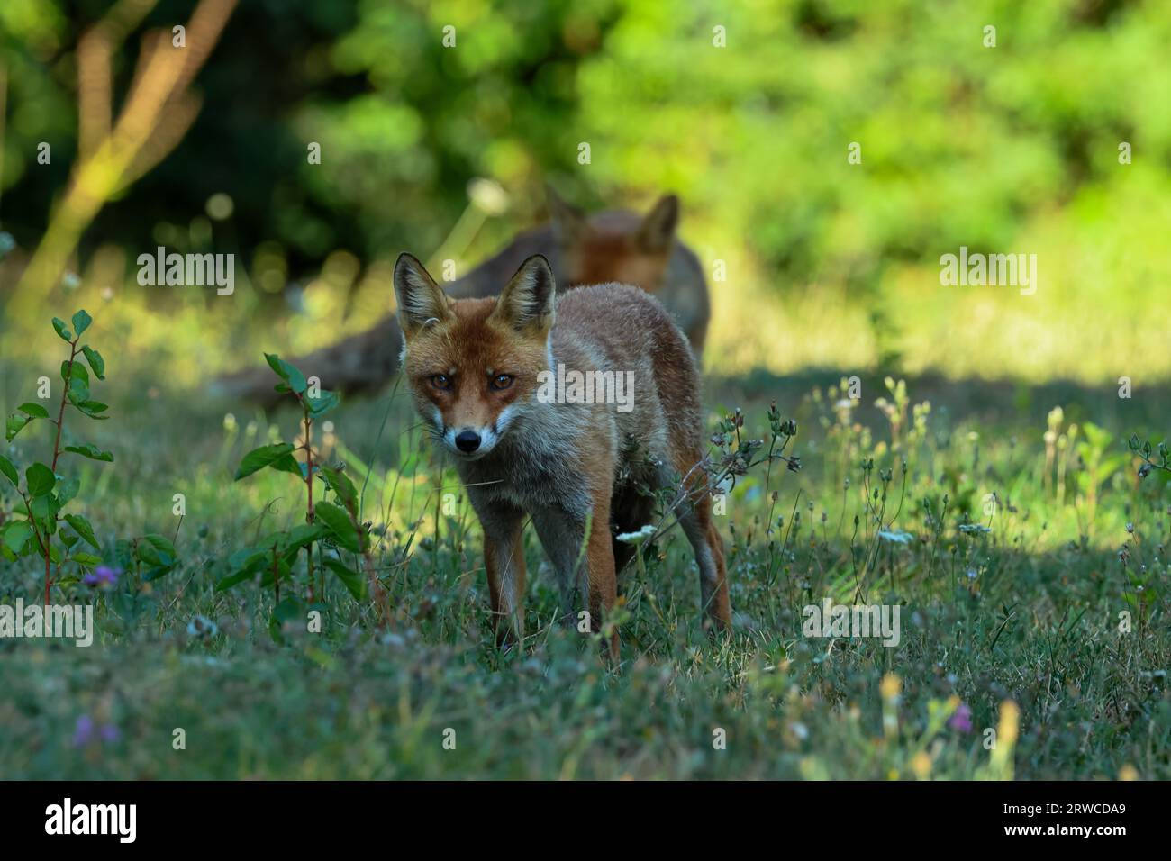 Close-up of a red fox Banque D'Images