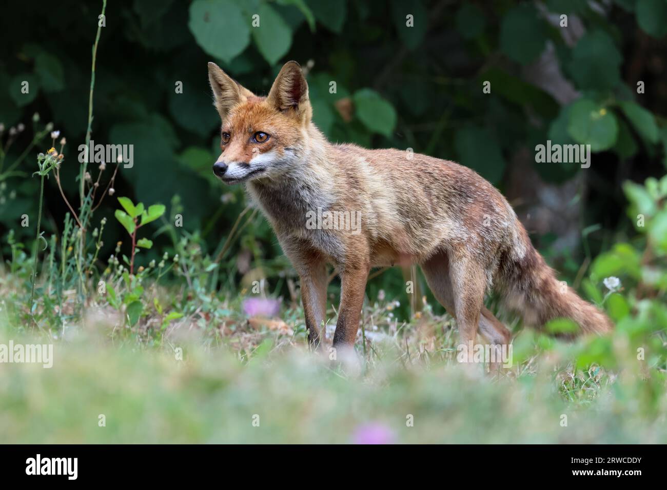Close-up of a red fox Banque D'Images