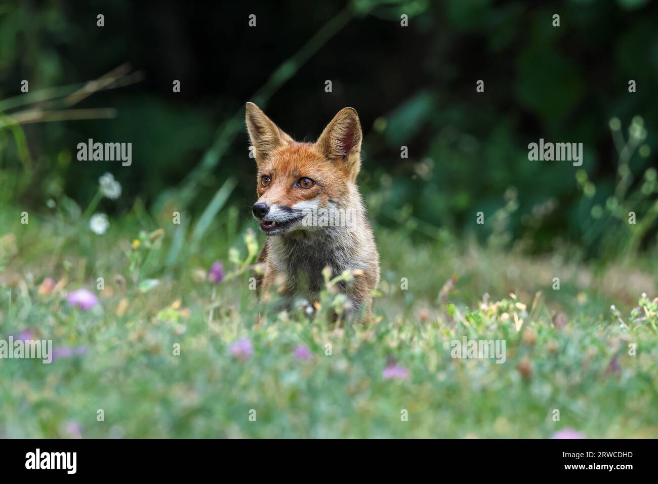 Close-up of a red fox Banque D'Images