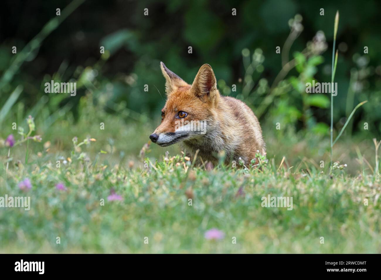 Close-up of a red fox Banque D'Images