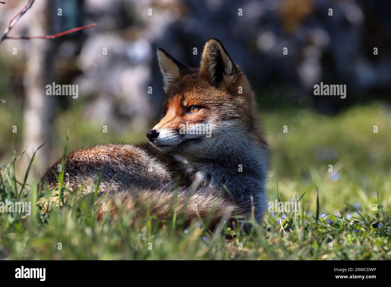 Close-up of a red fox Banque D'Images