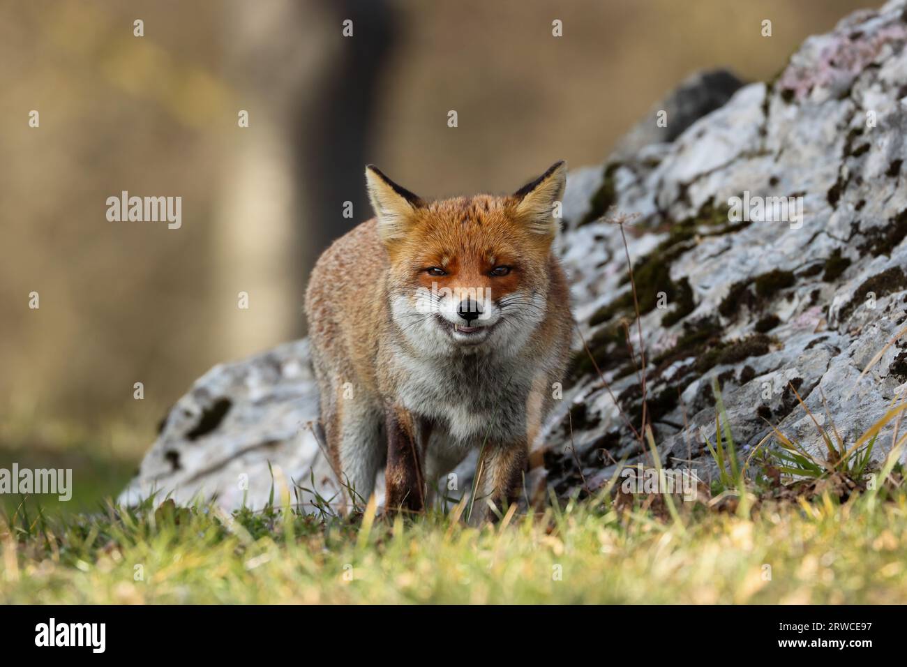 Close-up of a red fox Banque D'Images