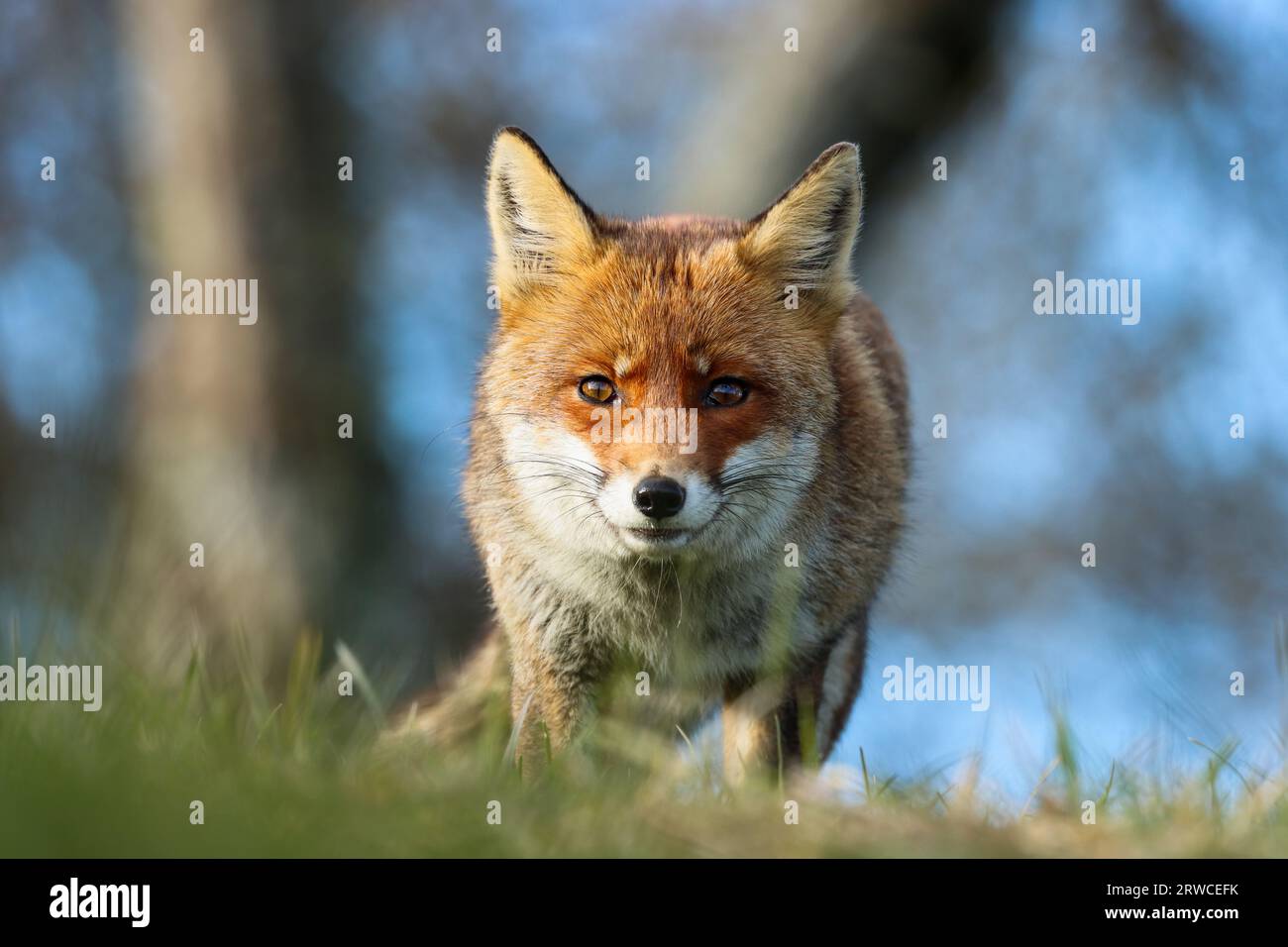 Close-up of a red fox Banque D'Images