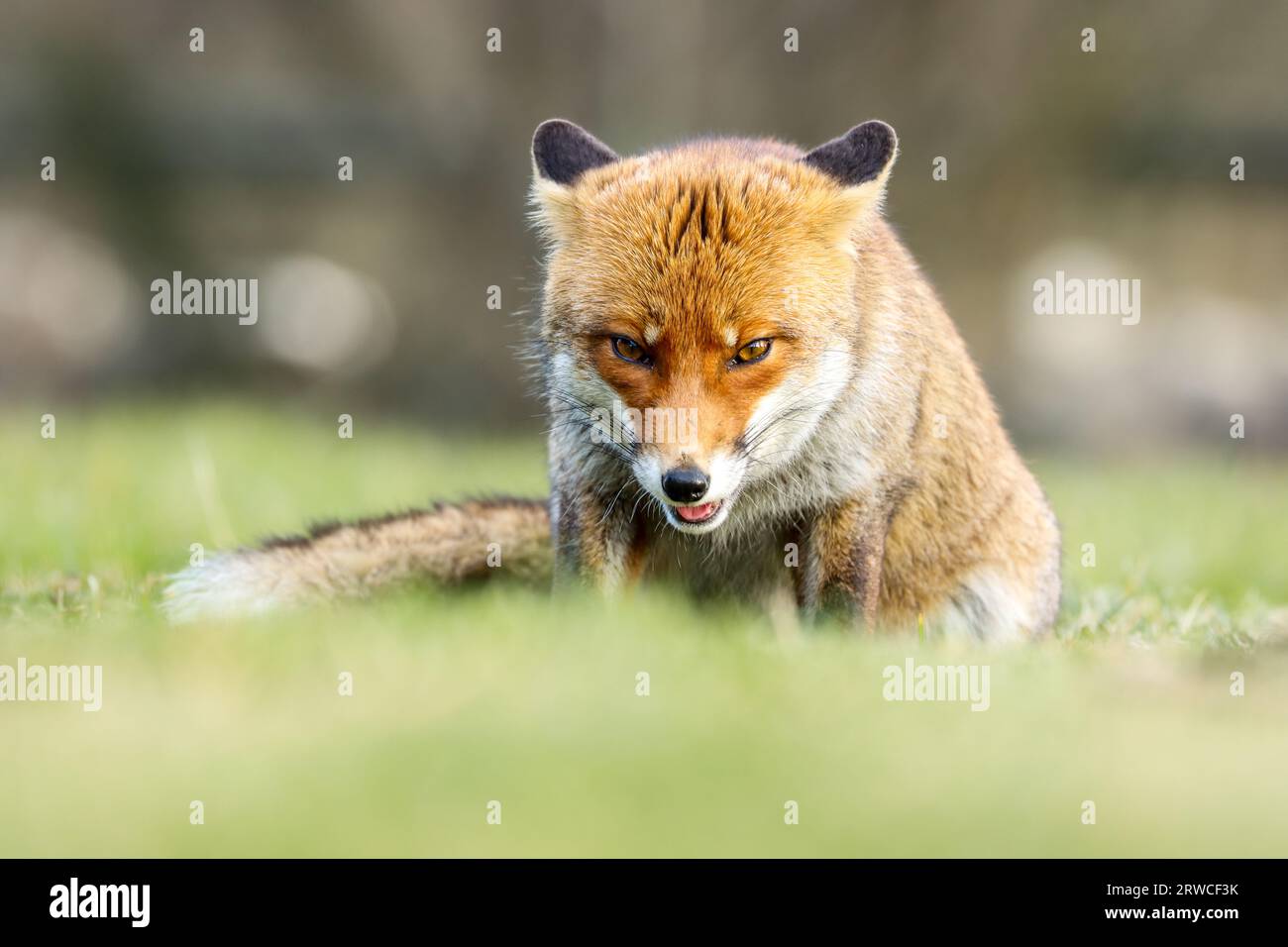 Close-up of a red fox Banque D'Images