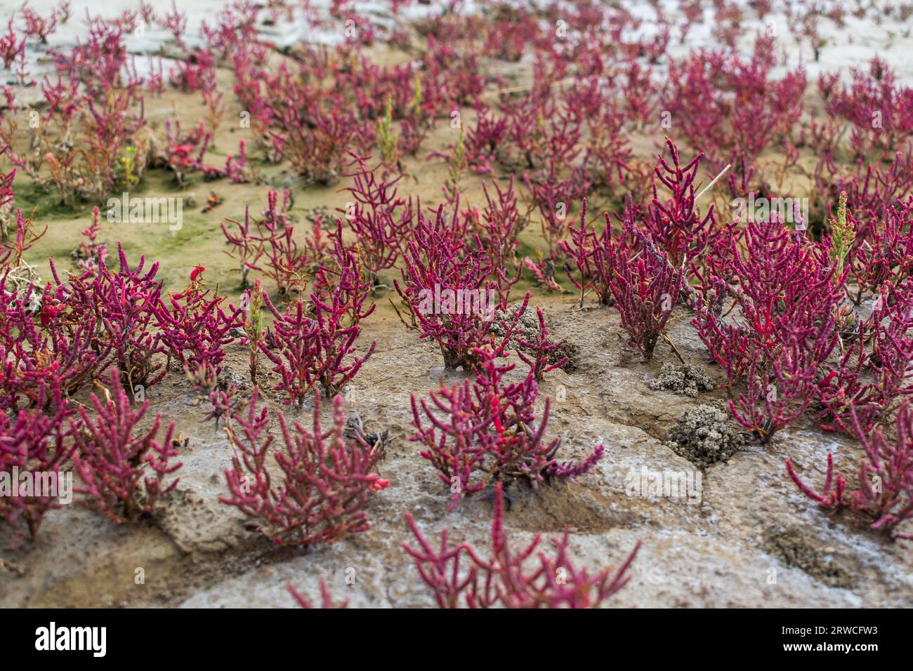 Usine de salwort rouge, désert cristallin, parc national Wood Buffalo, territoire du Nord, Canada Banque D'Images