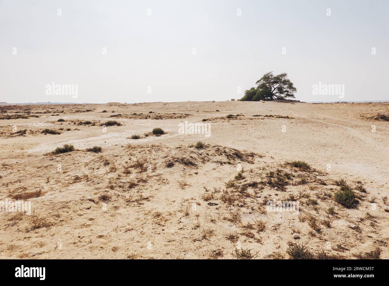 L'arbre de vie, un arbre ghaf vieux de 400 ans dans le désert de Bahreïn. On ne sait pas comment il survit dans le climat aride ; il fait l'objet de nombreuses légendes Banque D'Images