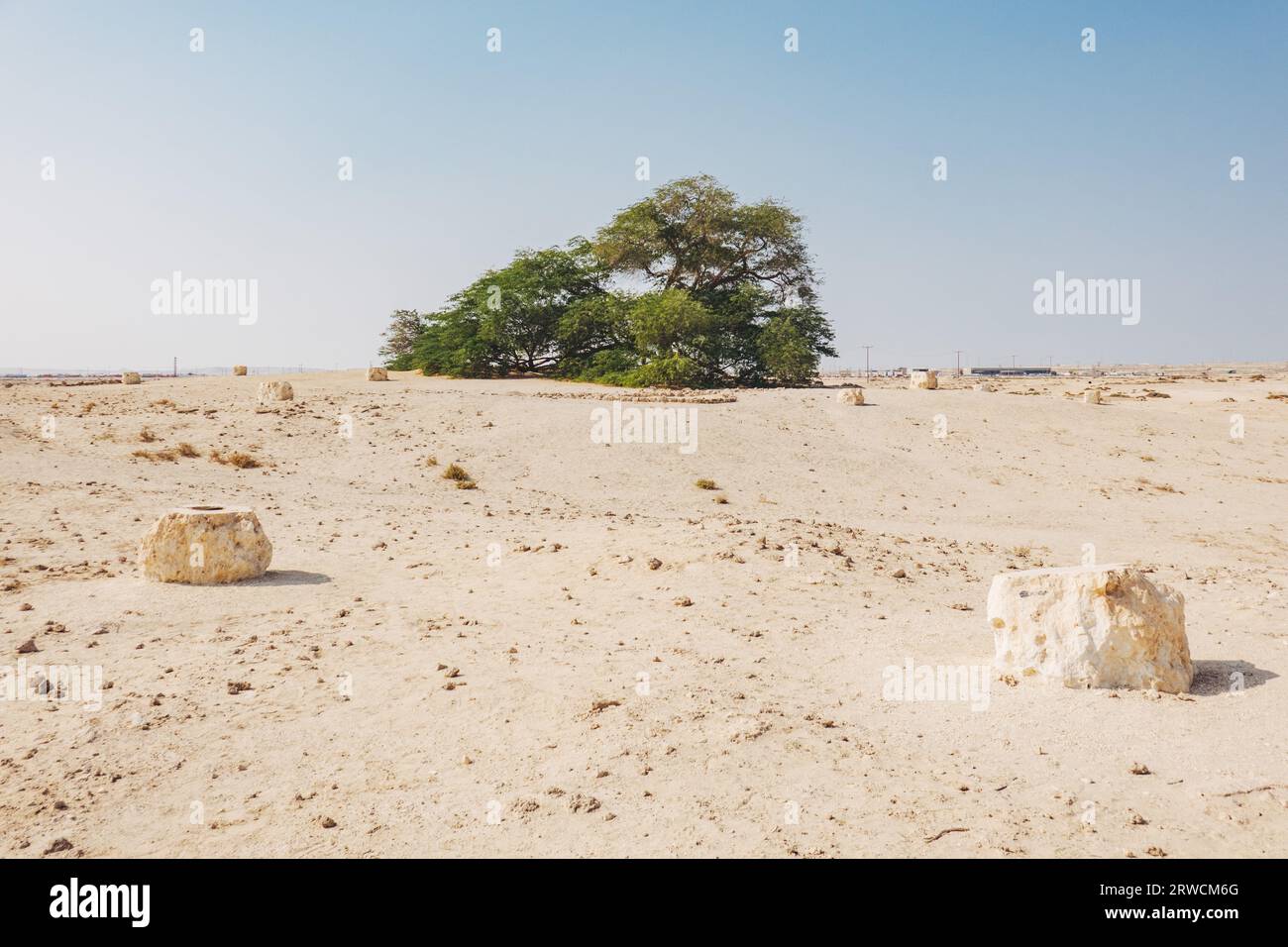 L'arbre de vie, un arbre ghaf vieux de 400 ans dans le désert de Bahreïn. On ne sait pas comment il survit dans le climat aride ; il fait l'objet de nombreuses légendes Banque D'Images