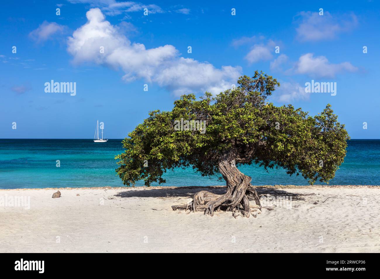Célèbre arbre Fofoti (Conocarpus erectus) sur Eagle Beach à Aruba. Océan bleu vif et vert émeraude avec voilier en arrière-plan. Ciel nuageux bleu ci-dessus. Banque D'Images