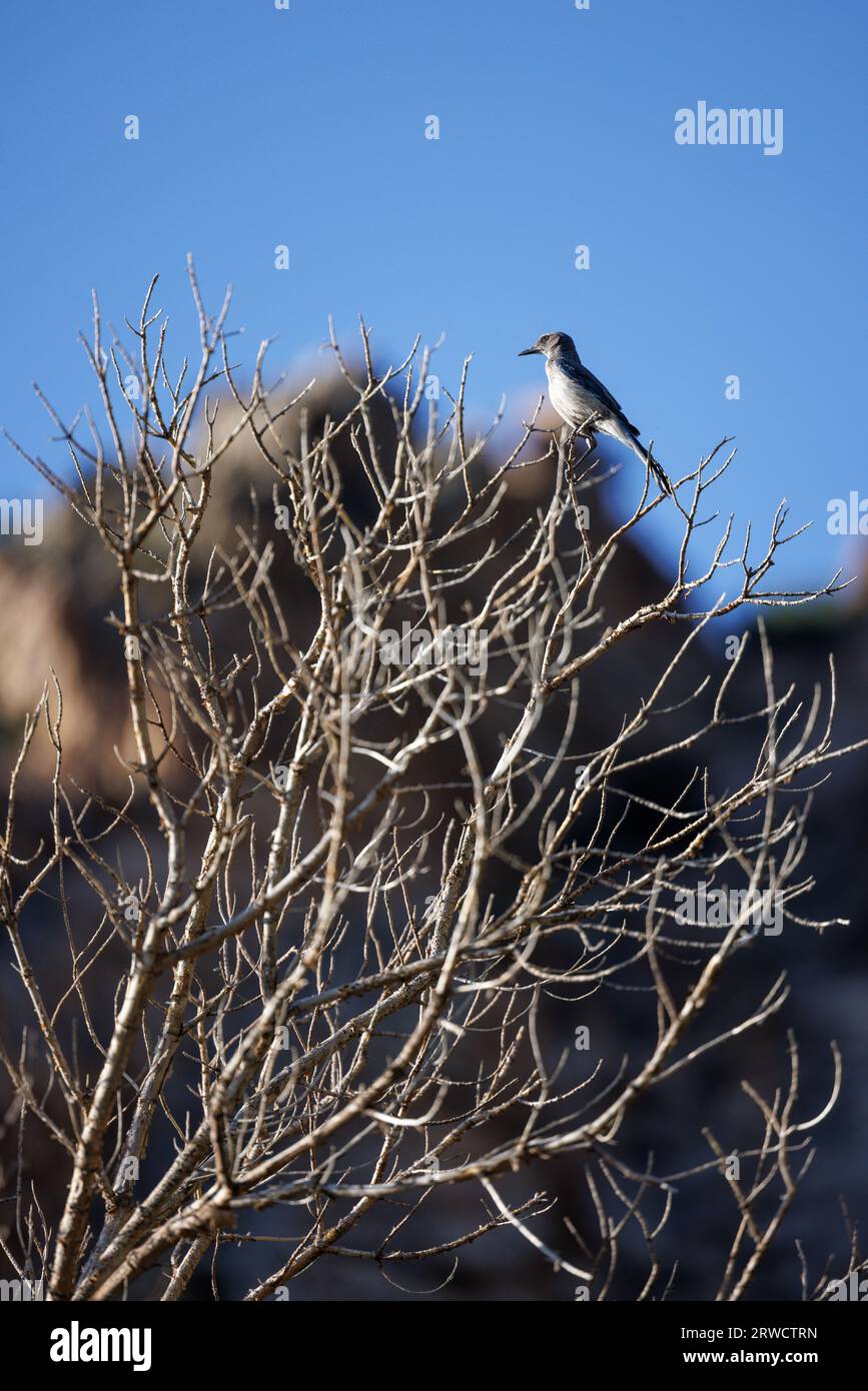 bleu gommage jay debout dans un arbre avec fond de montagne Banque D'Images bleu gommage jay debout dans un arbre avec fond de montagne Banque D'Images